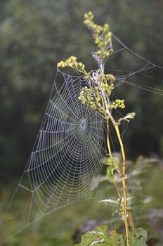 Web closeup on the meadow plant