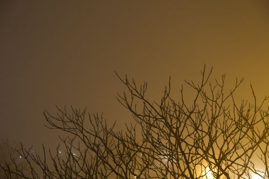 Fog
