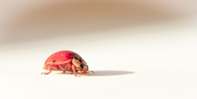 red bug