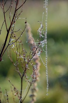 The thread of a web drops on the meadow plants at dawn in summer