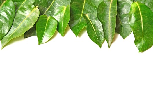 green leaf isolate on white background