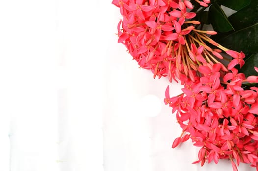 pink Ixora flower isolated on white background
