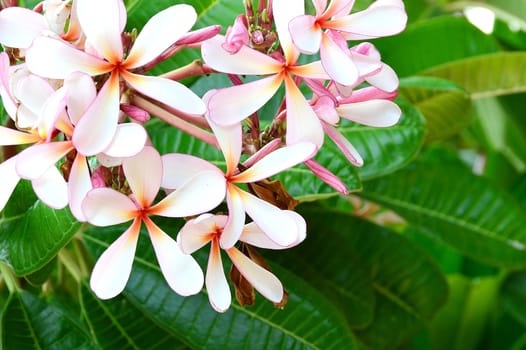 Beautiful plumeria flowers with green leaf background