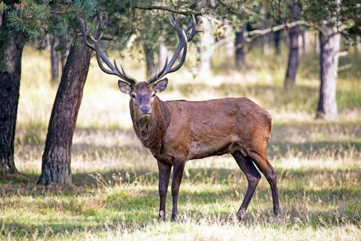 Deer in the forest