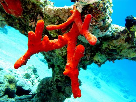 coral reef with great red sea sponge at the bottom of tropical sea