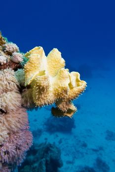 coral reef with great yellow soft coral at the bottom of tropical sea