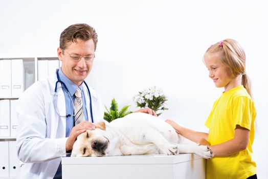 girl holds a dog in a veterinary clinic, veterinarian inspects a dog