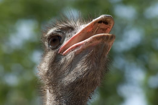Head ostrich closeup