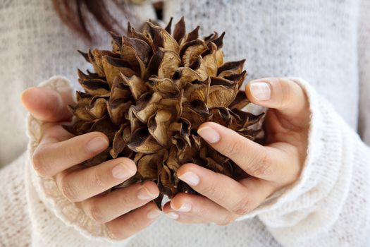 hand holding natural spiky tree