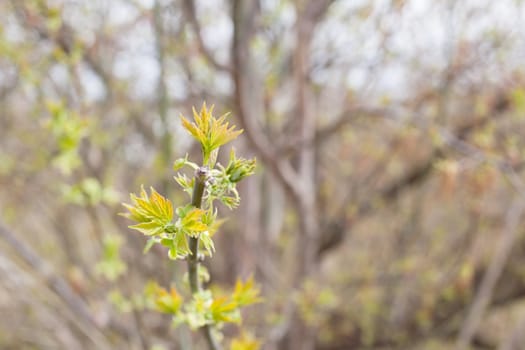 Young green leaves on the bush in sunny spring day

