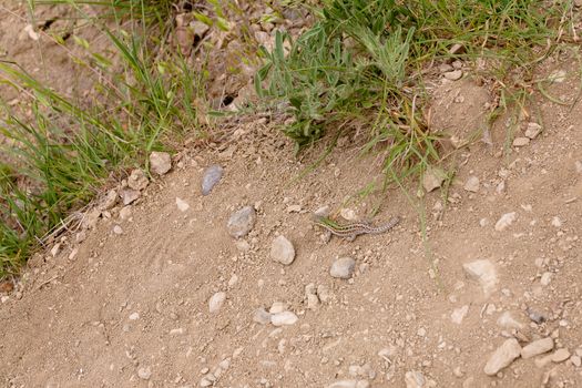 Small green sand lizard in green grass
