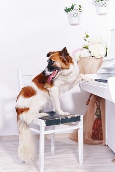 Dog and piano. Dog and musical instrument. Music and animal.