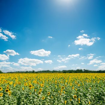 field with sunflowers and blue sunny sky