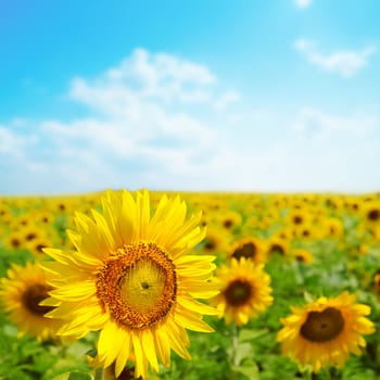 sunflower close up in field. soft focus