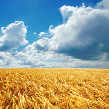 golden harvest and cloudy sky