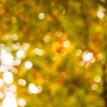 Detail shot of defocused leaves