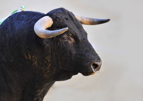 Bull with big horns looking to the Matador during a bullfight in Spain