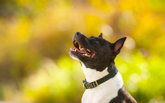 English Staffordshire outdoors portrait. The dog is looking up in front of a blurred autumn yellow nature background. 