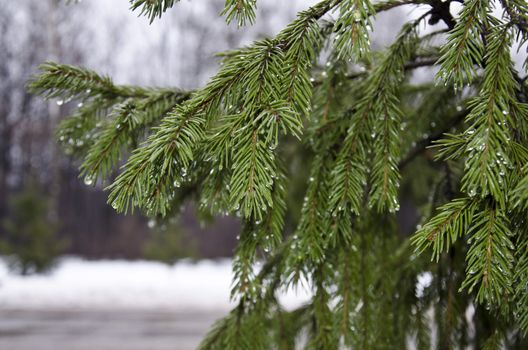 Spruce branches closeup drops of wet snow in the winter forest