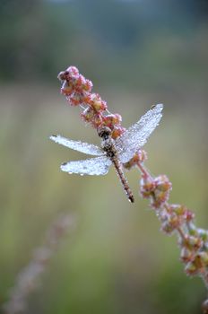 Dragonfly in the drops of dew holding for a blade of grass in the morning meadow in autumn