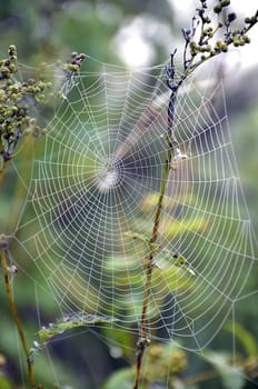 Web closeup on the meadow plant