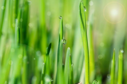 detail of green grass with sparkling dewdrops