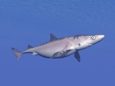 Quiet shark swimming alone into deep underwater