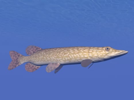 One northern pike fish (esox lucius) swimming in deep underwater
