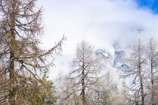 View of Alpine winter landscape with trees, fog and snow