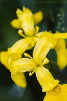 Yellow Iris, Yellow Flag or Iris pseudacorus at the waterside in summer