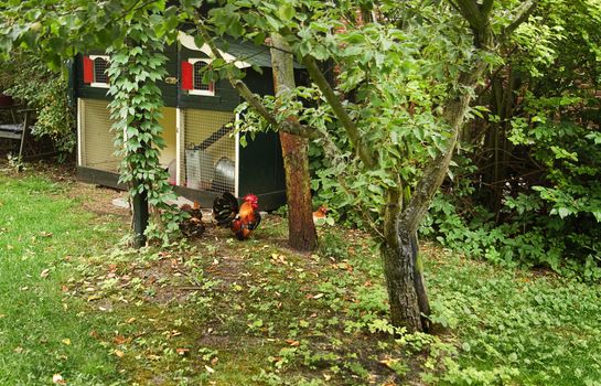 Chicken-run with rooster and chicken in Country-style backyard