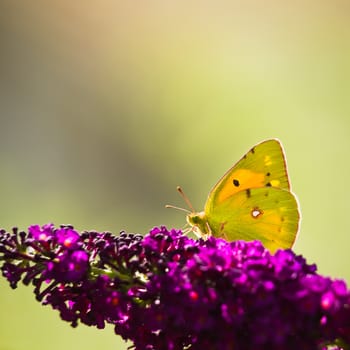 Dark Clouded Yellow Butterfly or Colias crocea on purple Butterflybush in summer garden - square