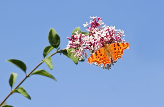 Comma butterfly feeding on Syringa flowers with blue sky background