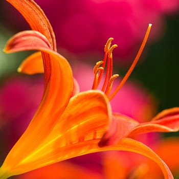Orange daylily in side angle view with pink flowers background - square