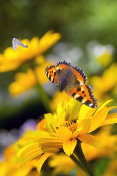 Small tortoiseshell butterfly and bumble bees on false sunflowers or Heliopsis helianthoides  in the garden in summer