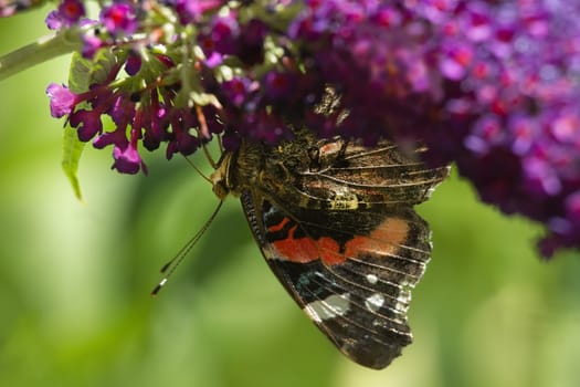 Red admiral butterfly feeding on Butterflybush flowers in summer