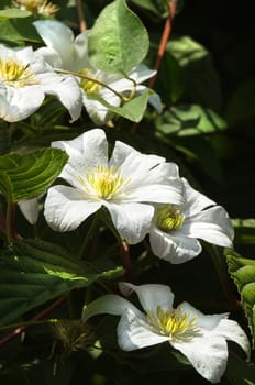 White Clematis flowers in summer growing in a tree