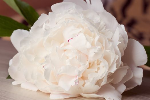 Peony flower in a vase