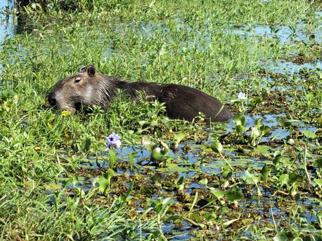 The capybara (Hydrochoerus hydrochaeris) is the largest extant rodent in the world.Native to South America it lives near bodies of water and is found in the Esteros del Ibera in Argentina.