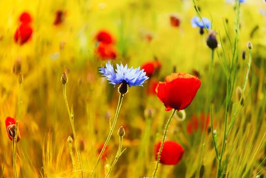 Red poppy on a green field