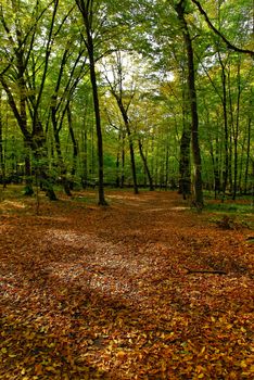 Early autumn forest view