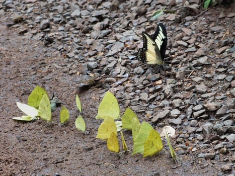 The Iguazu Falls National Park is home to wide variety of butterflies such as these Pieridae butterflies seen feeding on salts on the ground