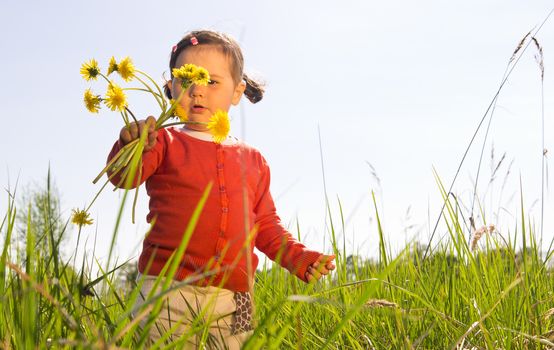 Little girl and yellow dandelion flowers