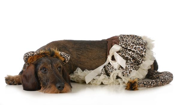 dog wearing a cat costume - dachshund laying down isolated
