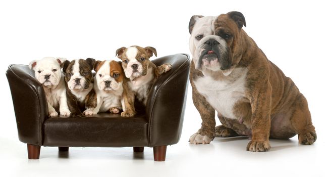 litter of puppies - english bulldog puppies sitting beside their mother - 8 weeks old