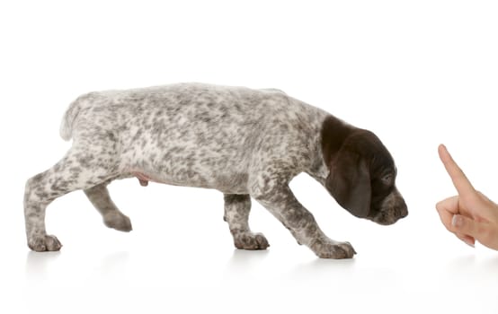 bad puppy - german shorthaired pointer being scolded isolated on white background