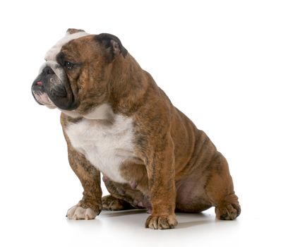 bulldog - brindle english bulldog female sitting isolated on white background