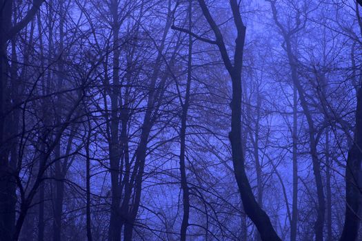 Blue night forest