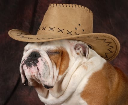 country dog - english bulldog wearing western hat - 4 years old