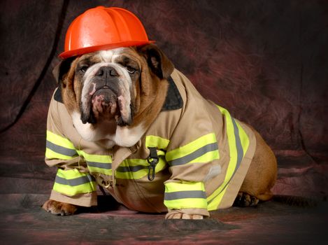 firehouse dog - english bulldog wearing firefighter costume 